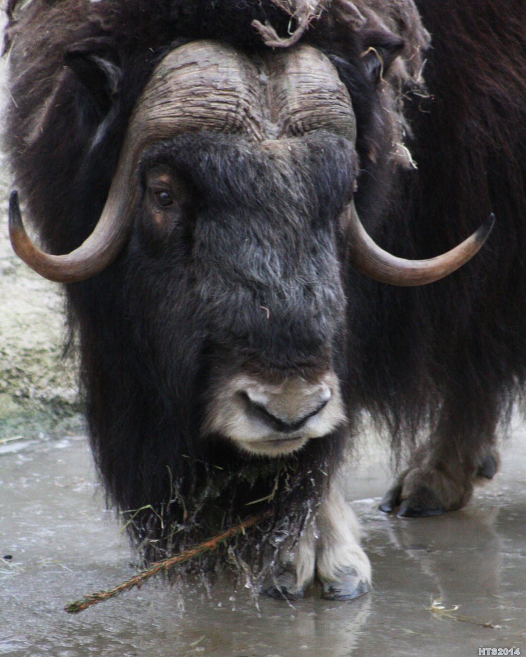 Muskox 1