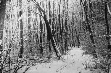 forest path