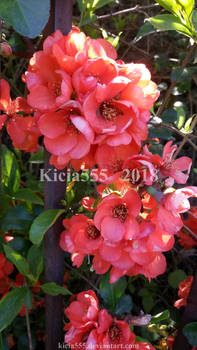 Blooming Quince 01 (Chaenomeles)