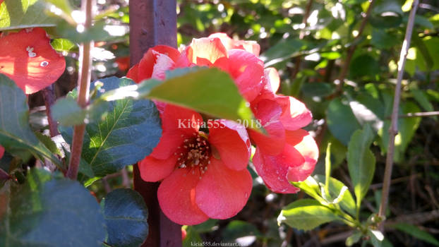 Blooming Quince 02