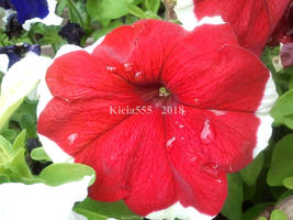 Raindrops 16 - Petunia