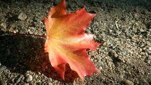 Maple Leaves 01