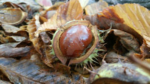 Chestnut 09