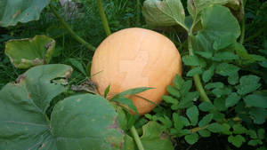 Pumpkin 01