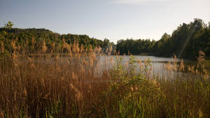Common Reed 01