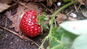 Strawberry 05