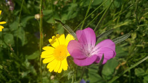 Meadow 41 - Afternoon