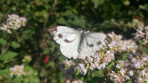 Butterfly 38