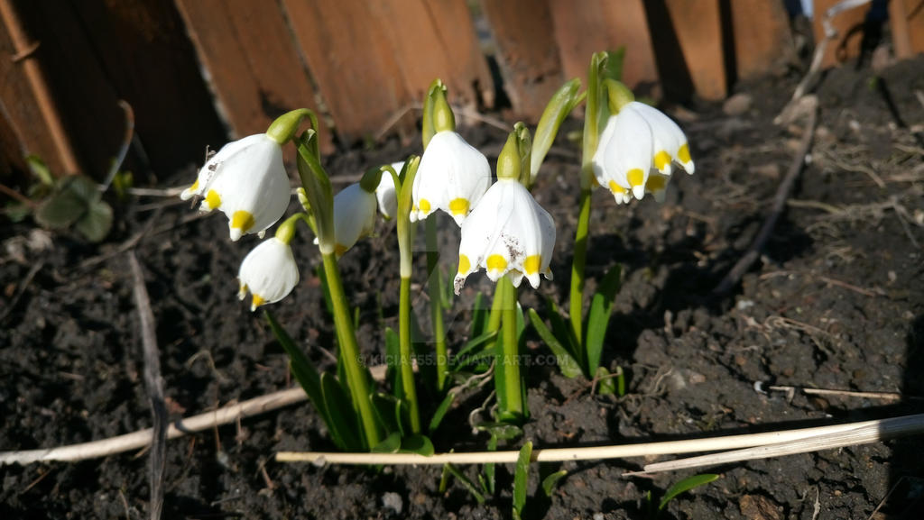 Spring Snowflake 03 by kicia555 on DeviantArt