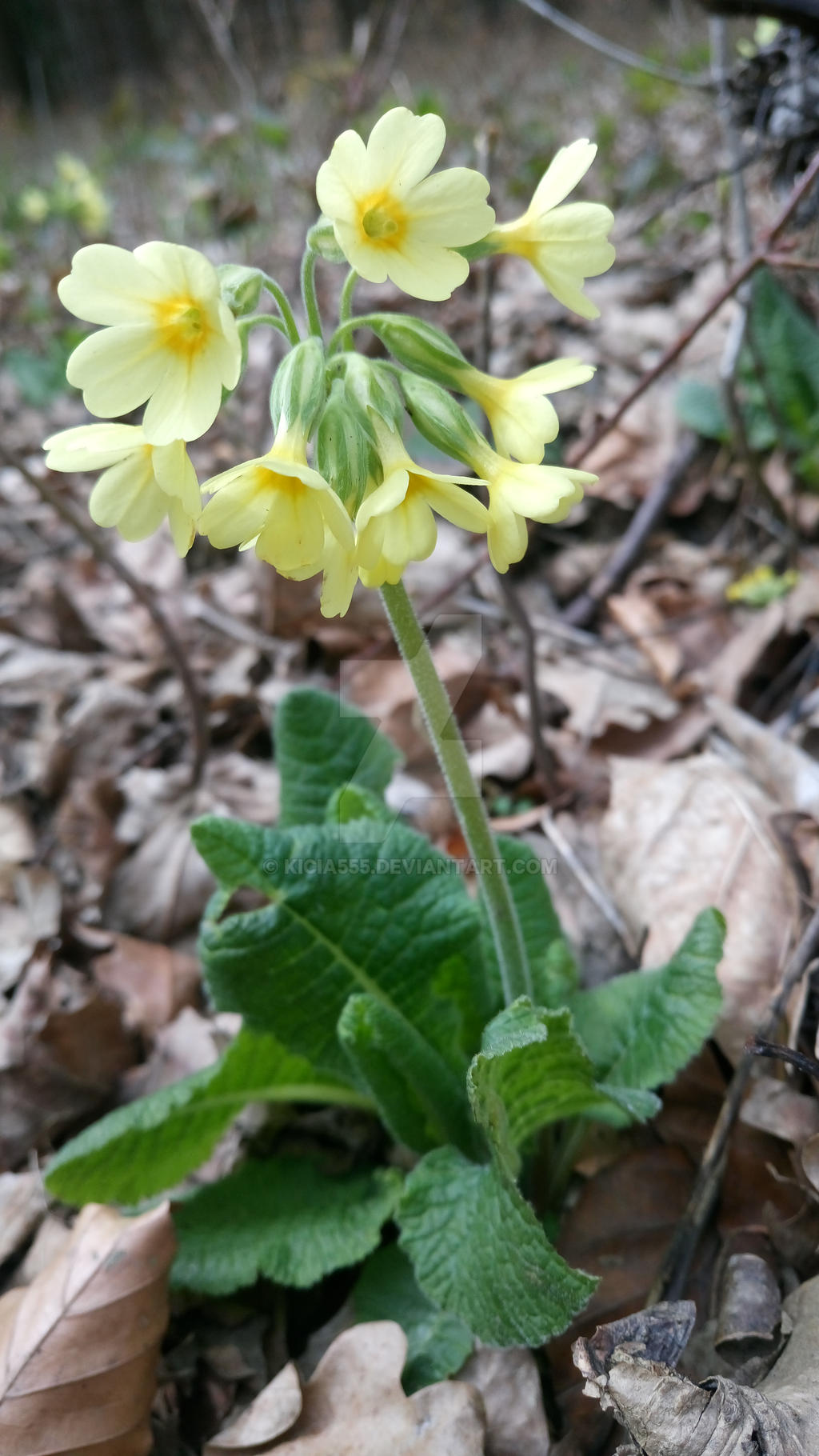 Cowslip 02 by kicia555 on DeviantArt