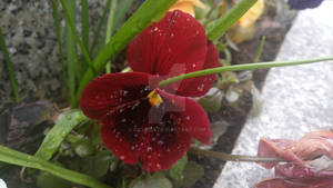 After the Rain 244 - Pansy