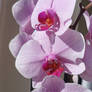 Moth Orchid 03