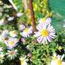 Aster 40