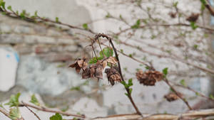 Eastern Ninebark 02