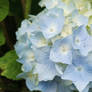 Hortensia 16