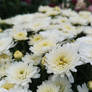 Chrysanthemum 12