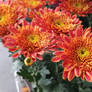 Chrysanthemum 05