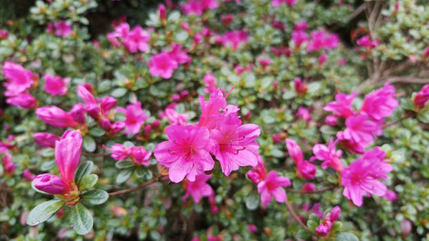 Azalea 29