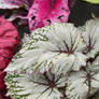 Begonia'a Leaves 04