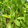 Avocado 07