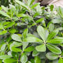 Sweet Pittosporum 09