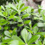 Sweet Pittosporum 08