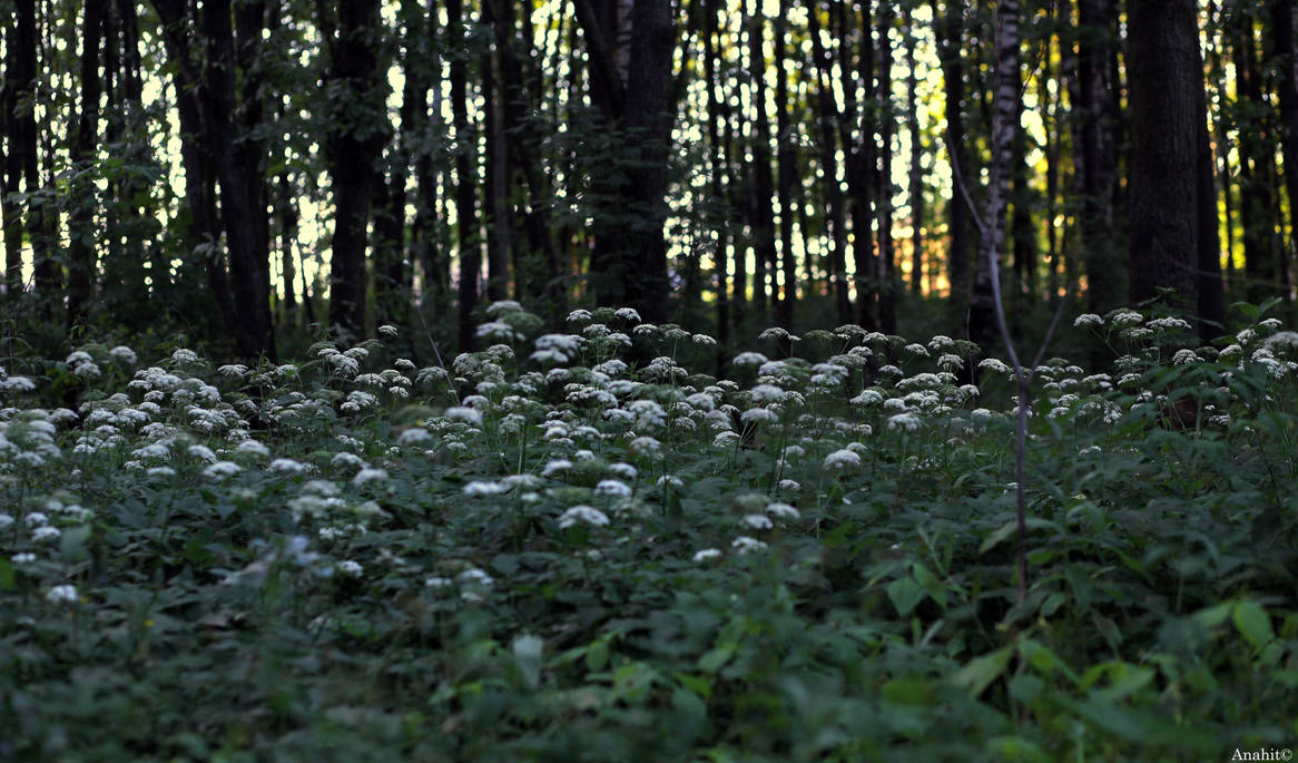 Evening forest