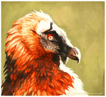 Bearded Vulture