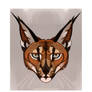 caracal caracal