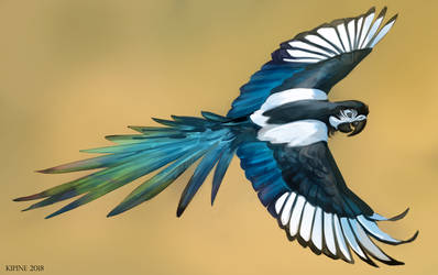 Magpie Macaw