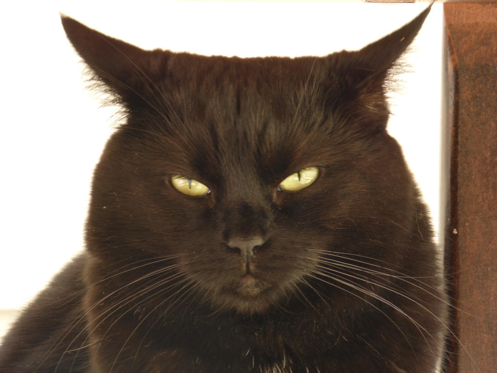 Grumpy by SatsukiNekozawa on DeviantArt