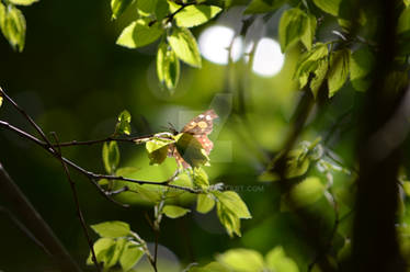 Lost in sunlight