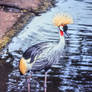 African Crowned Crane