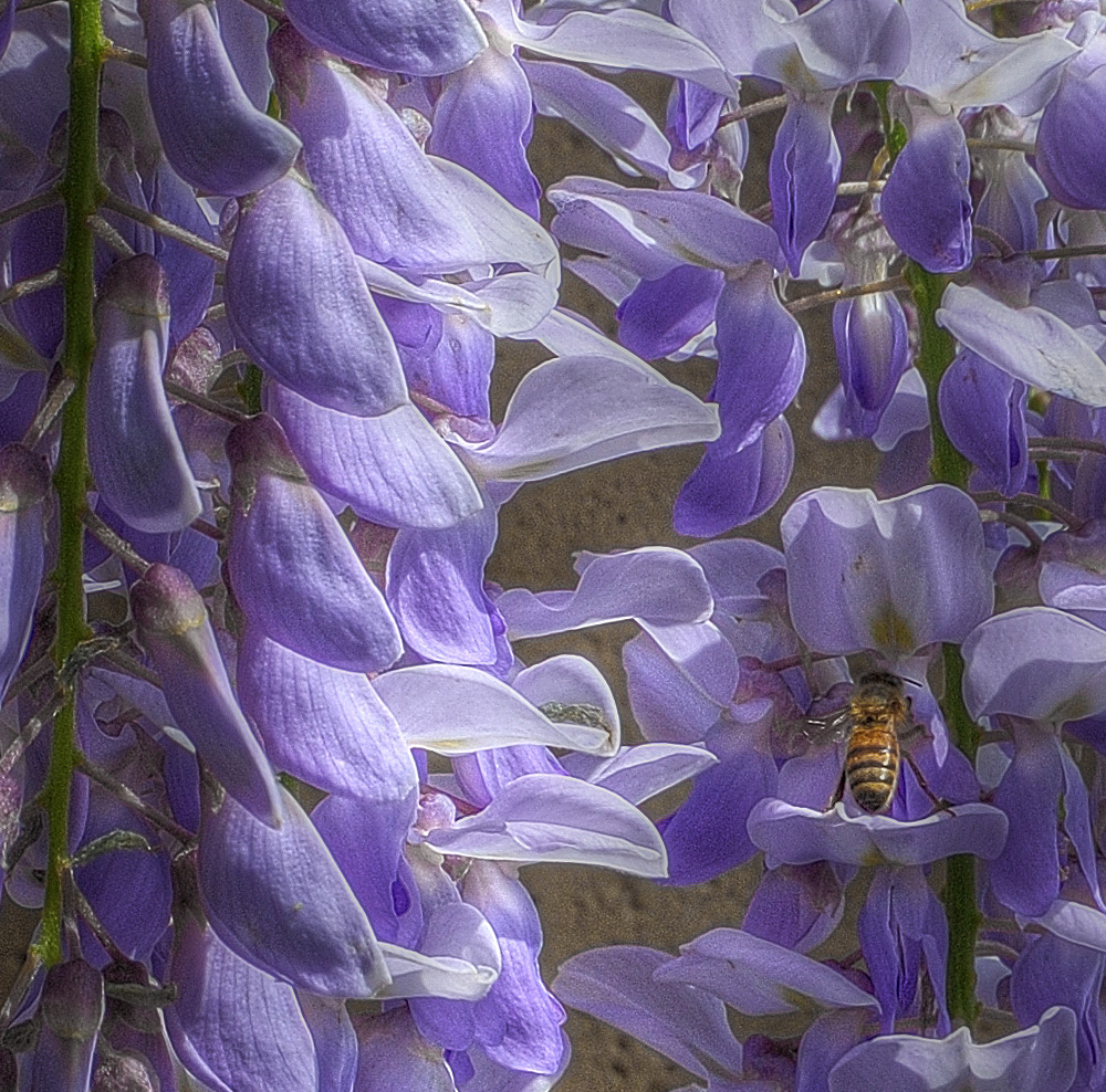 Hiding in the Wisteria