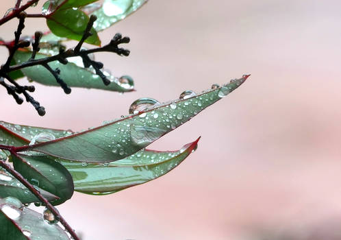 Rainy Day