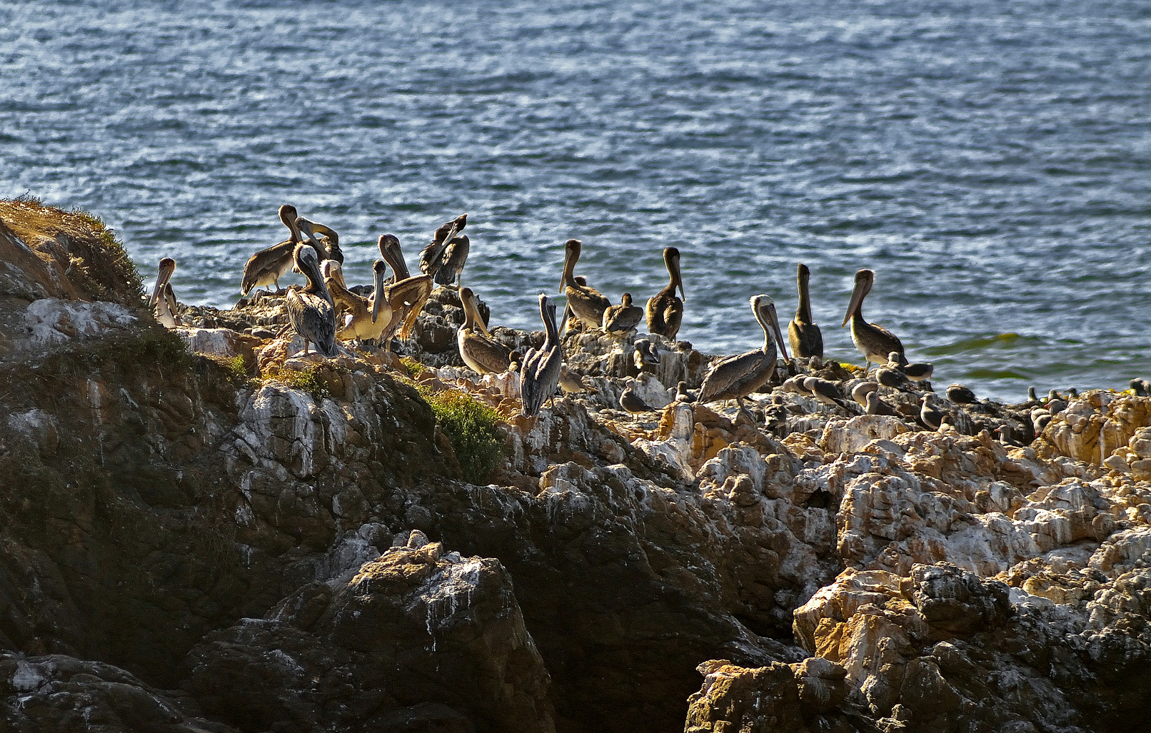 More Pelicans