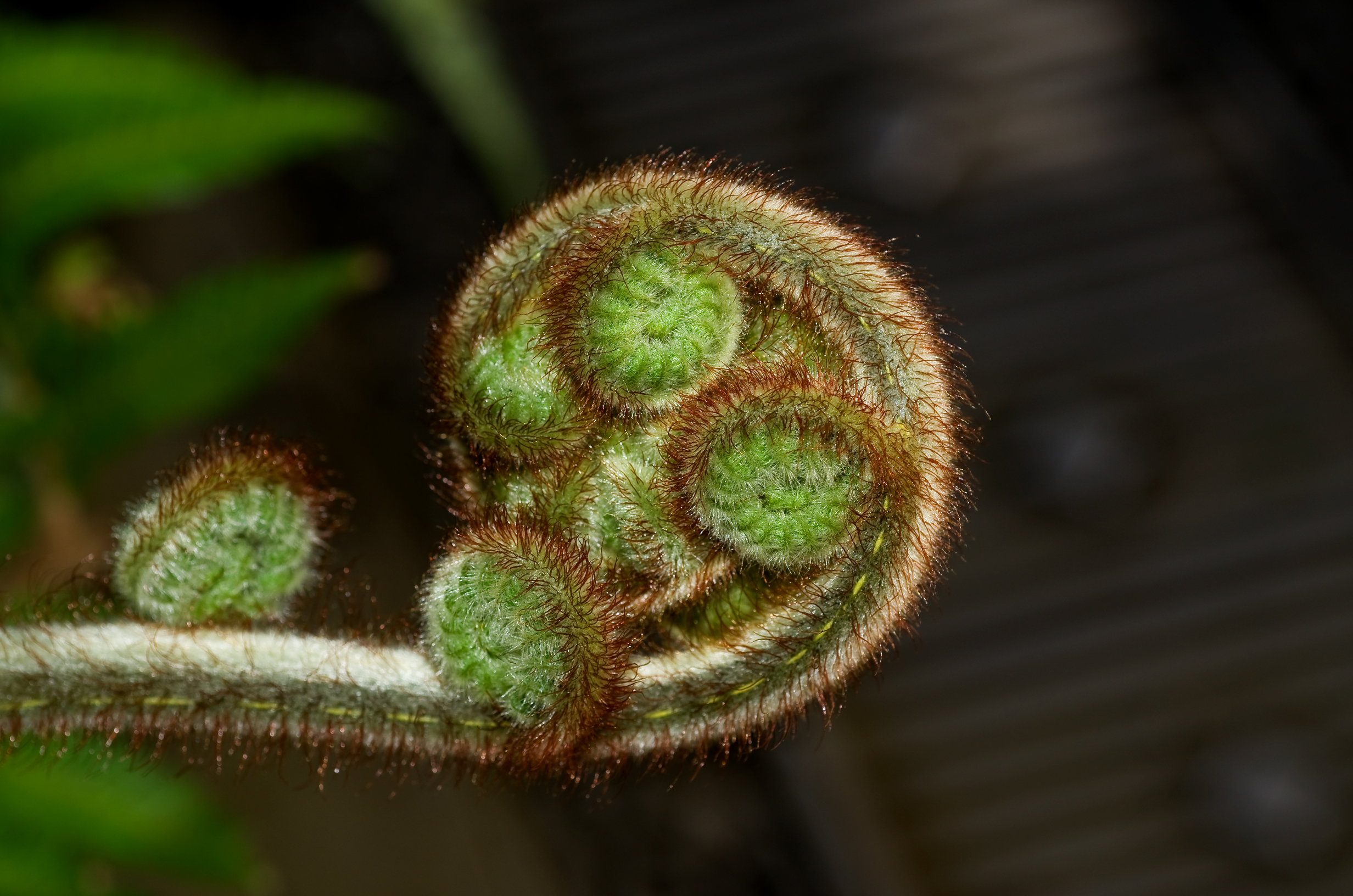 Fern Frond Unfurling