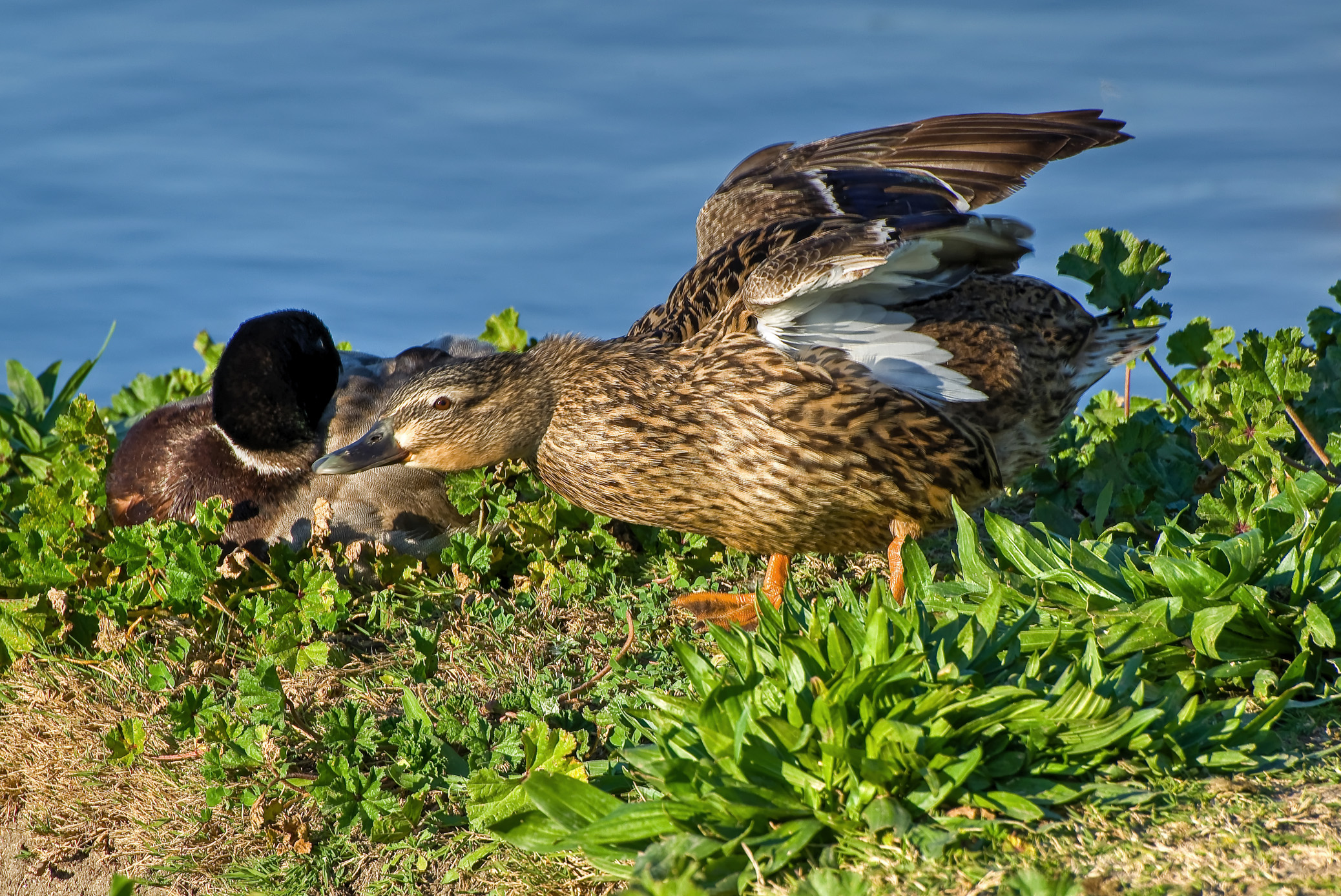 Mr. and Mrs. Mallard