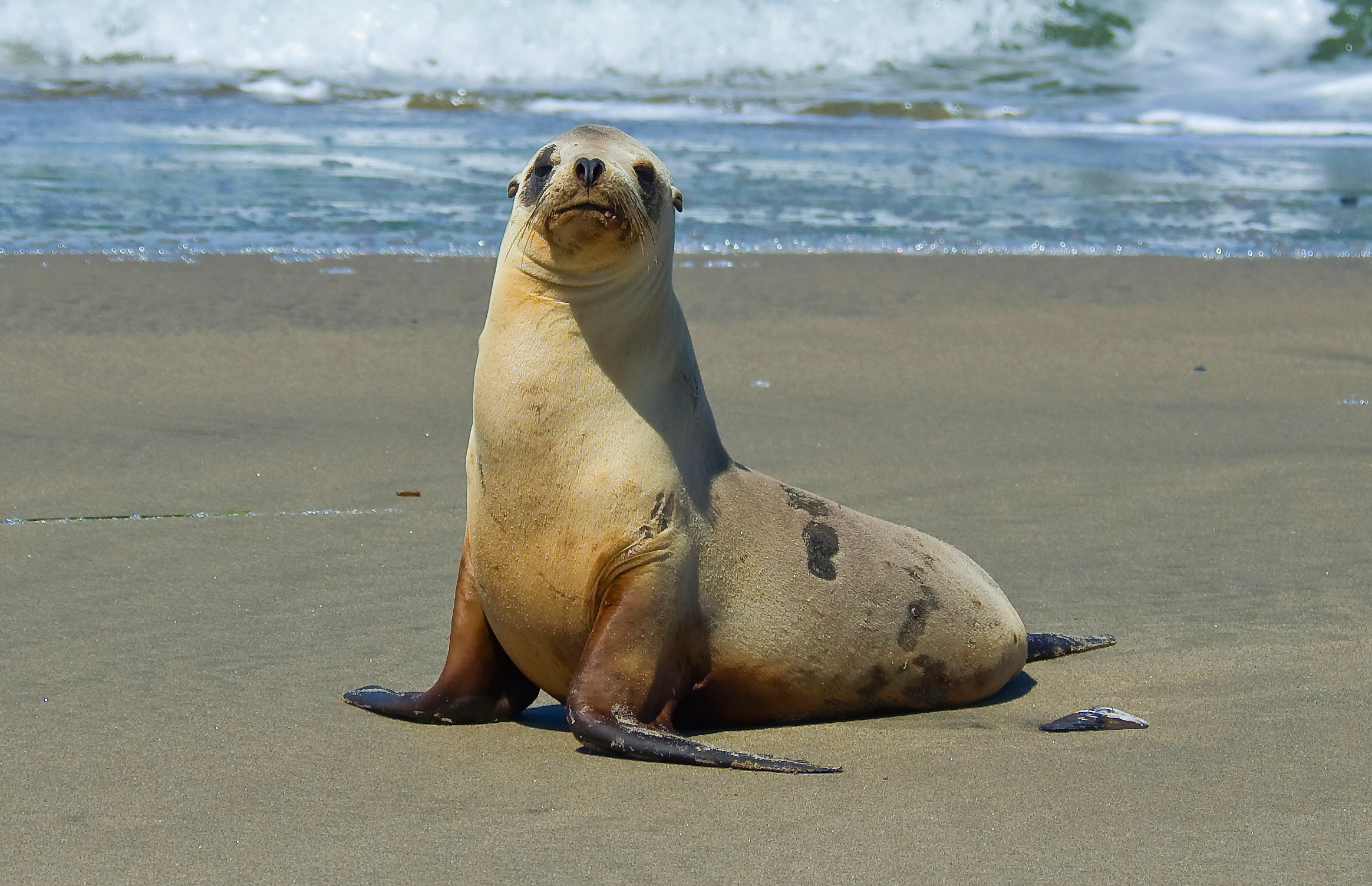 Sea Lion pose 2