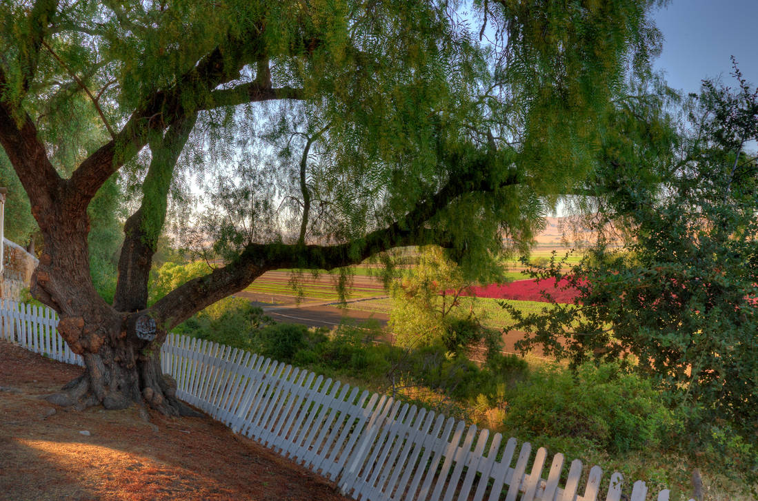 Pepper Tree by PaulWeber on DeviantArt