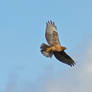 Red-shouldered hawk