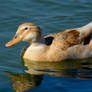 Blonde Mallard