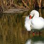 Preening