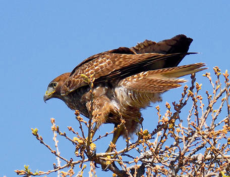 Red-shouldered hawk surveying