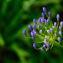 Agapanthus newborn