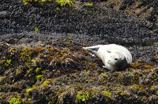 Young harbor seal