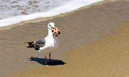 Starfish lunch