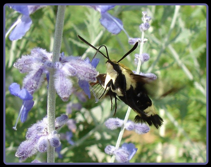 Hummingbird Moth 2