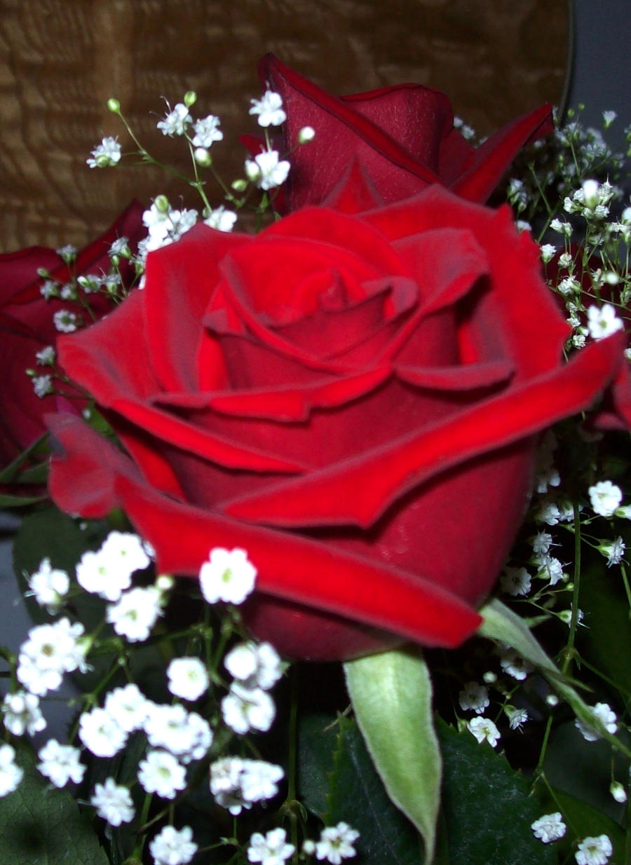 Red Roses 1