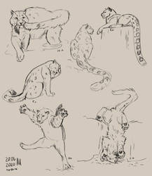 Snow leopard sketches!